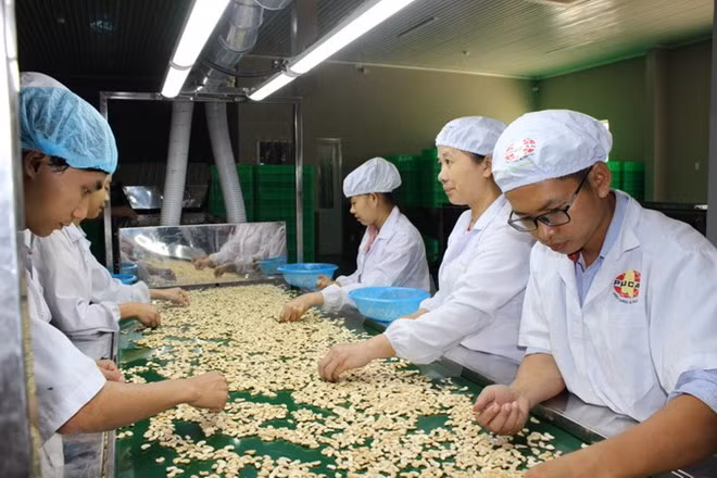 Le Vietnam aide le Cambodge à augmenter sa production de noix de cajou ảnh 1 Le Vietnam aide le Cambodge à augmenter sa production de noix de cajou ảnh 1