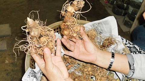 Quang Nam: Plus de 9.000 milliards de dôngs pour la culture du ginseng du mont Ngoc Linh ảnh 1