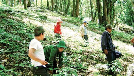 Quang Nam: Plus de 9.000 milliards de dôngs pour la culture du ginseng du mont Ngoc Linh ảnh 2
