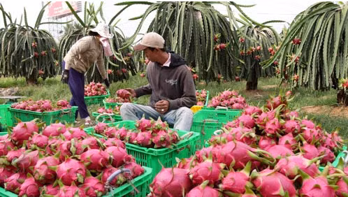 Fruits et légumes: 2 milliards de dollars d’exportation en 2015 ảnh 1