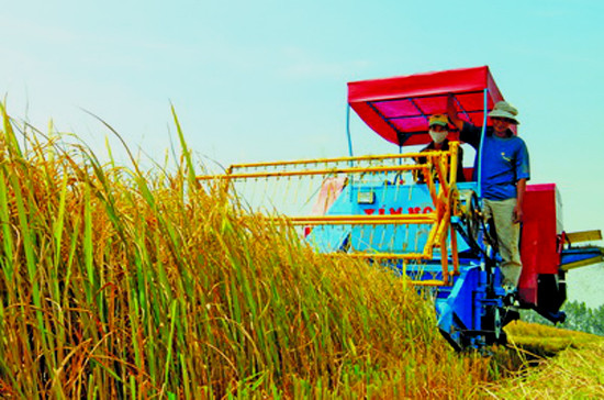 Directive du PM sur le projet de restructuration de l'agriculture ảnh 1 Directive du PM sur le projet de restructuration de l'agriculture ảnh 1