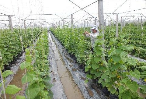 Agriculture: le Vietnam recense plus de 700 projets d’IDE ảnh 1