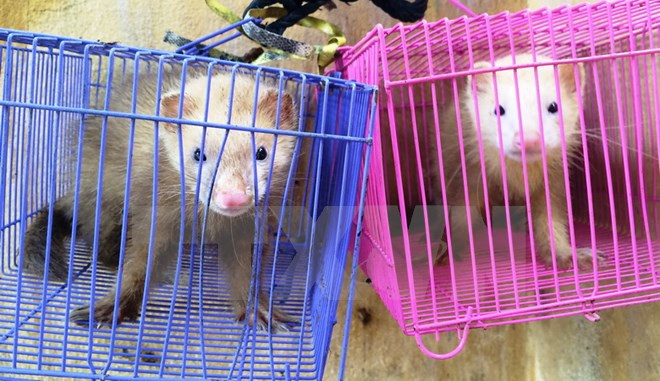Animaux sauvages : sauvetage de quatre animaux sauvages à Tay Ninh ảnh 1 Animaux sauvages : sauvetage de quatre animaux sauvages à Tay Ninh ảnh 1
