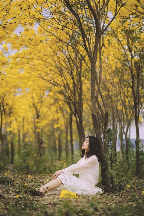 La beauté des arbres trompettes à Bac Giang ảnh 2