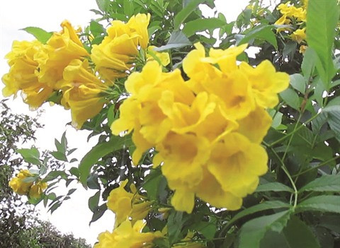 La beauté des arbres trompettes à Bac Giang ảnh 1