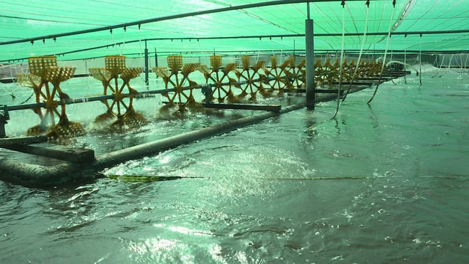 Bac Lieu veut devenir un centre de production de crevettes du pays ảnh 2 Bac Lieu veut devenir un centre de production de crevettes du pays ảnh 2