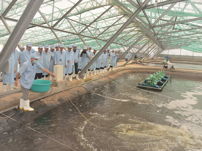 Bac Lieu veut devenir un centre de production de crevettes du pays ảnh 1 Bac Lieu veut devenir un centre de production de crevettes du pays ảnh 1