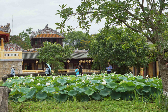 Une variété précieuse de lotus blancs se développe à Dai Noi ảnh 1 Une variété précieuse de lotus blancs se développe à Dai Noi ảnh 1
