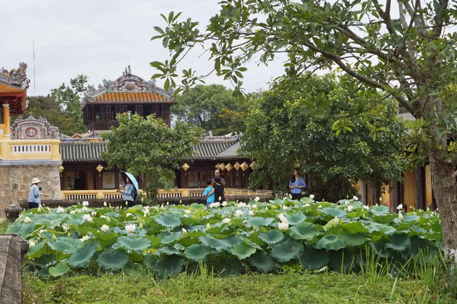 Une variété précieuse de lotus blancs se développe à Dai Noi ảnh 1
