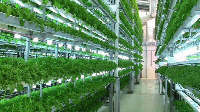 De nombreuses entreprises agricoles technologiquement avancées obtiennent des licences commerciales ảnh 1