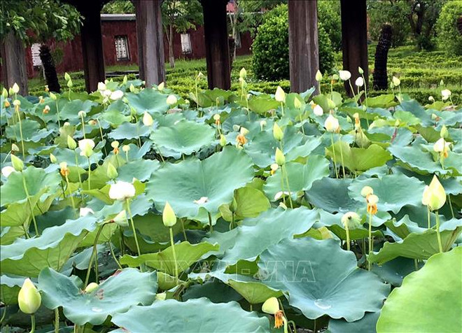 Une variété précieuse de lotus blancs se développe à Dai Noi ảnh 3 Une variété précieuse de lotus blancs se développe à Dai Noi ảnh 3