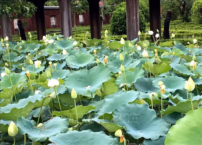 Une variété précieuse de lotus blancs se développe à Dai Noi ảnh 3