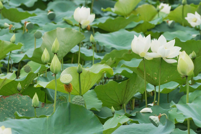 Une variété précieuse de lotus blancs se développe à Dai Noi ảnh 2 Une variété précieuse de lotus blancs se développe à Dai Noi ảnh 2