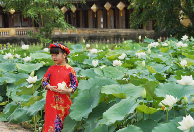 Une variété précieuse de lotus blancs se développe à Dai Noi ảnh 4 Une variété précieuse de lotus blancs se développe à Dai Noi ảnh 4