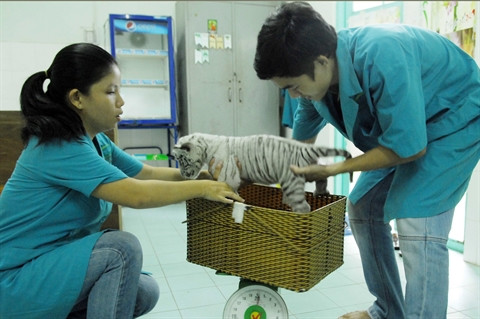 Trois tigrons blancs naissent au zoo de Hô Chi Minh-Ville ảnh 1