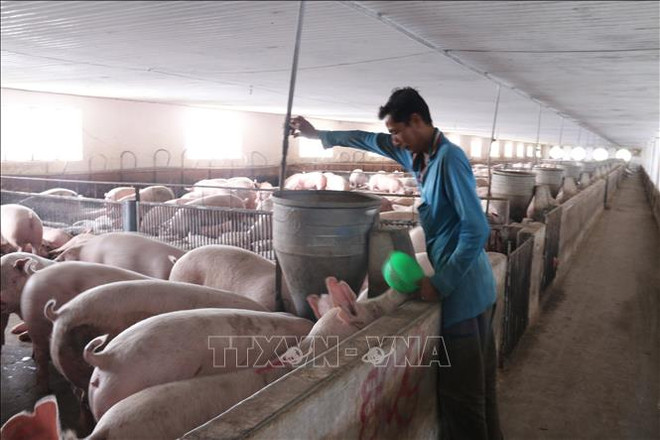 PPA : La FAO "ne recommande pas" la déclaration de l’état d’urgence ảnh 1 PPA : La FAO "ne recommande pas" la déclaration de l’état d’urgence ảnh 1