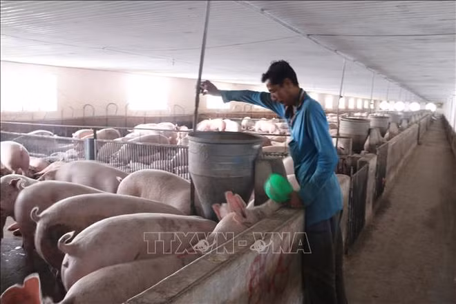PPA : La FAO "ne recommande pas" la déclaration de l’état d’urgence ảnh 1