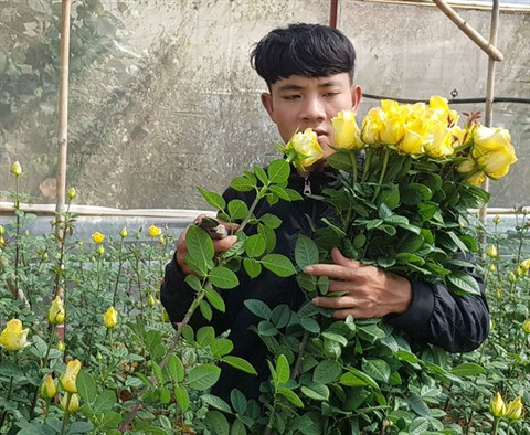 Au pied de la montagne Lang Biang, on a fait fortune grâce aux roses ảnh 1 Au pied de la montagne Lang Biang, on a fait fortune grâce aux roses ảnh 1