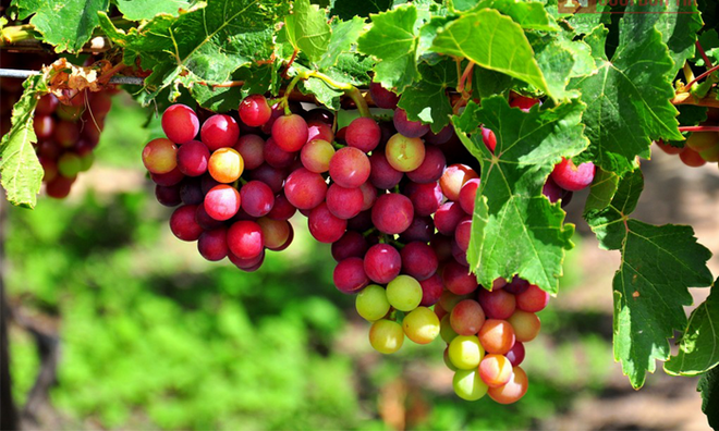 Fête du vin et des raisins de Ninh Thuân 2019 ảnh 1 Fête du vin et des raisins de Ninh Thuân 2019 ảnh 1