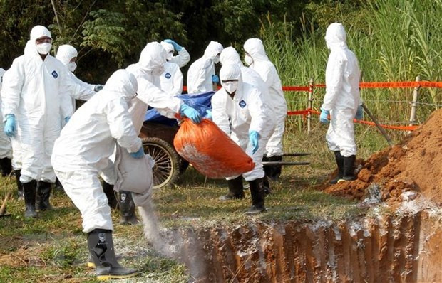 FAO: Le Vietnam devrait lancer une alerte à la PPA ảnh 1 FAO: Le Vietnam devrait lancer une alerte à la PPA ảnh 1