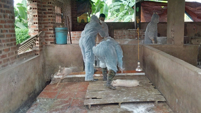Assistance internationale à la lutte contre la peste porcine africaine au Vietnam ảnh 1 Assistance internationale à la lutte contre la peste porcine africaine au Vietnam ảnh 1