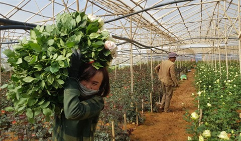 Au pied de la montagne Lang Biang, on a fait fortune grâce aux roses ảnh 2 Au pied de la montagne Lang Biang, on a fait fortune grâce aux roses ảnh 2