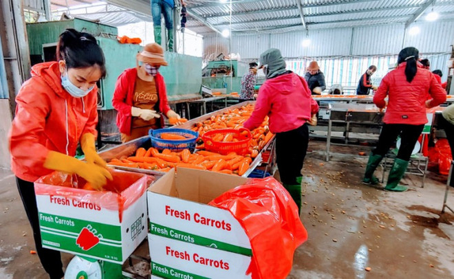 Hai Duong: le premier lot de carottes de l'année 2022 part en République de Corée ảnh 1 Hai Duong: le premier lot de carottes de l'année 2022 part en République de Corée ảnh 1