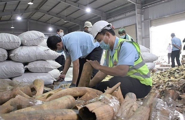 Plus de 6 tonnes d’ivoire et d’écailles de pangolin présumées saisies à Dà Nang ảnh 1 Plus de 6 tonnes d’ivoire et d’écailles de pangolin présumées saisies à Dà Nang ảnh 1