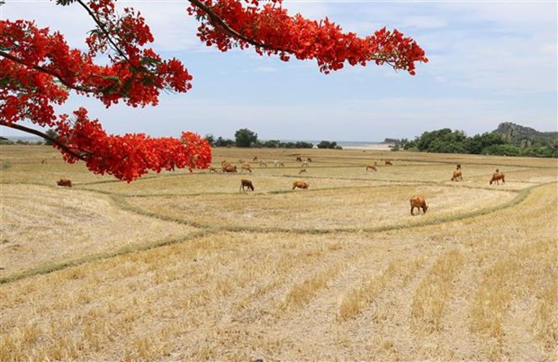 Promouvoir l'image et le rôle du Vietnam au sein de l'UNESCO ảnh 1 Promouvoir l'image et le rôle du Vietnam au sein de l'UNESCO ảnh 1