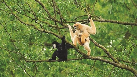 À la rescousse des animaux sauvages pris au piège ảnh 2 À la rescousse des animaux sauvages pris au piège ảnh 2