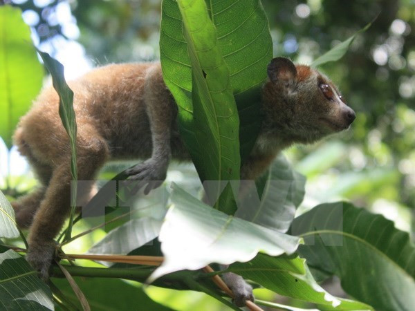 Six loris sauvés des trafiquants d'animaux sauvages ảnh 1