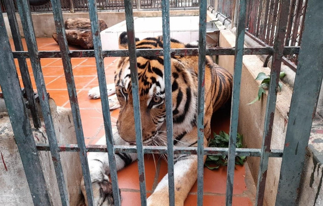 Renforcer le cadre légal pour la conservation du tigre au Vietnam ảnh 1 Renforcer le cadre légal pour la conservation du tigre au Vietnam ảnh 1