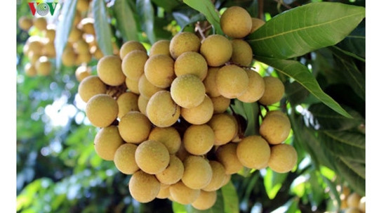 Les agriculteurs de Sông Ma réussissent à enregistrer un label pour leurs longanes ảnh 1 Les agriculteurs de Sông Ma réussissent à enregistrer un label pour leurs longanes ảnh 1