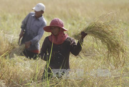 Le Bangladesh va acheter un million de tonnes de riz au Cambodge ảnh 1 Le Bangladesh va acheter un million de tonnes de riz au Cambodge ảnh 1
