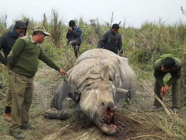 Espèces sauvages : le Vietnam a d’ores et déjà des contributions actives à la CITES ảnh 1 Espèces sauvages : le Vietnam a d’ores et déjà des contributions actives à la CITES ảnh 1