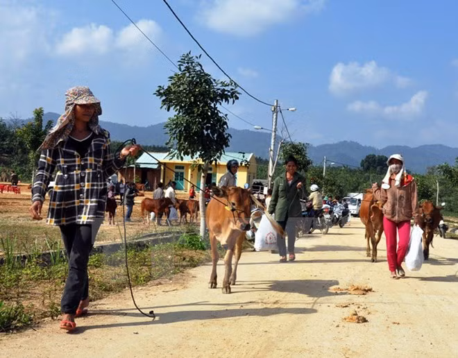 Coopération entre des districts de Quang Nam et de Sékong (Laos) ảnh 1