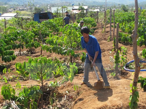 Tay Nguyen : 53 localités satisfont aux critères de la Nouvelle ruralité ảnh 1 Tay Nguyen : 53 localités satisfont aux critères de la Nouvelle ruralité ảnh 1