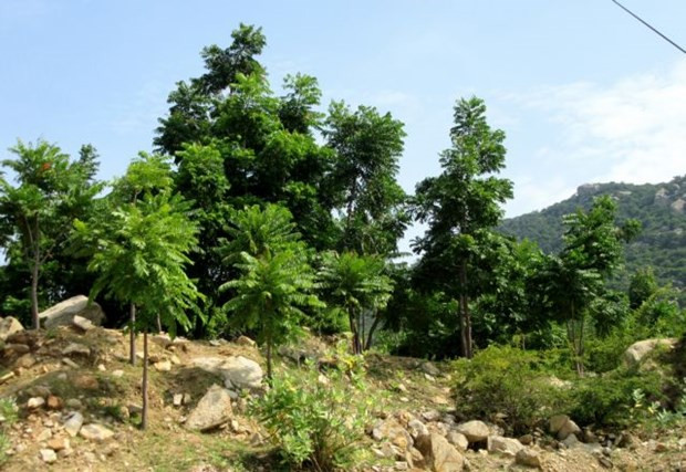 Ninh Thuan va cultiver plus de nouvelles forêts ảnh 1 Ninh Thuan va cultiver plus de nouvelles forêts ảnh 1