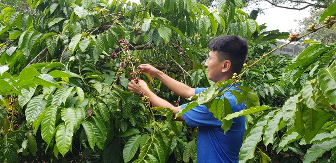 Résoudre les difficultés d’accès au crédit pour les Hauts Plateaux du Centre ảnh 1 Résoudre les difficultés d’accès au crédit pour les Hauts Plateaux du Centre ảnh 1