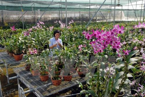 Éveiller les potentiels de l'agriculture high-tech ảnh 1