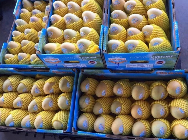 Le Cambodge pourrait exporter environ 500.000 tonnes de mangues par an vers la Chine ảnh 1 Le Cambodge pourrait exporter environ 500.000 tonnes de mangues par an vers la Chine ảnh 1