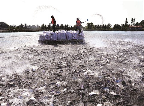 Le pangasius cherche à conquérir le marché national ảnh 2 Le pangasius cherche à conquérir le marché national ảnh 2