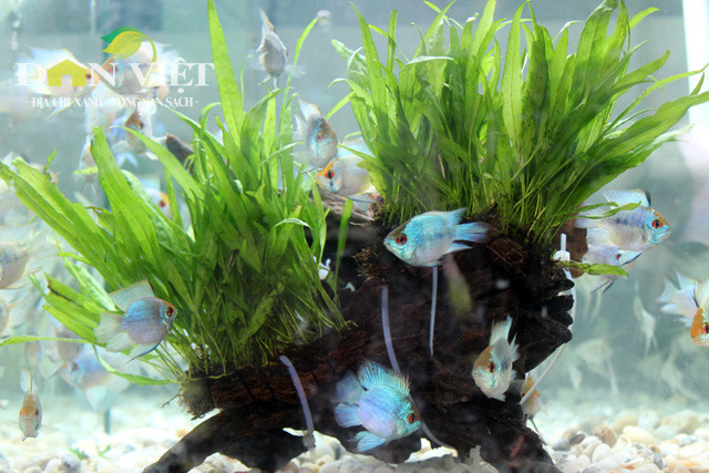Hô Chi Minh-Ville: les exportations de poissons d’ornement sont au beau fixe ảnh 1 Hô Chi Minh-Ville: les exportations de poissons d’ornement sont au beau fixe ảnh 1