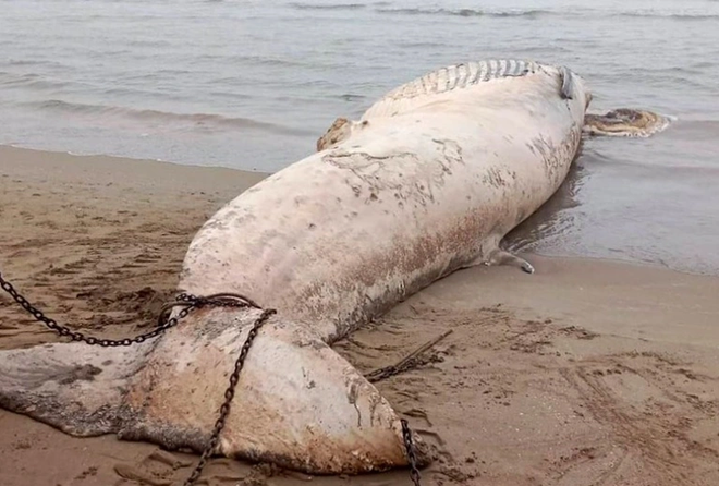 Une baleine de près de 10 tonnes échouée sur la côte de Thanh Hoa (Centre) ảnh 1 Une baleine de près de 10 tonnes échouée sur la côte de Thanh Hoa (Centre) ảnh 1