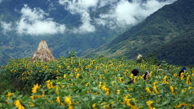 La Semaine des fleurs de tournesols 2018 à Sa Pa ảnh 1 La Semaine des fleurs de tournesols 2018 à Sa Pa ảnh 1