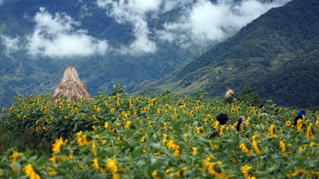 La Semaine des fleurs de tournesols 2018 à Sa Pa ảnh 1