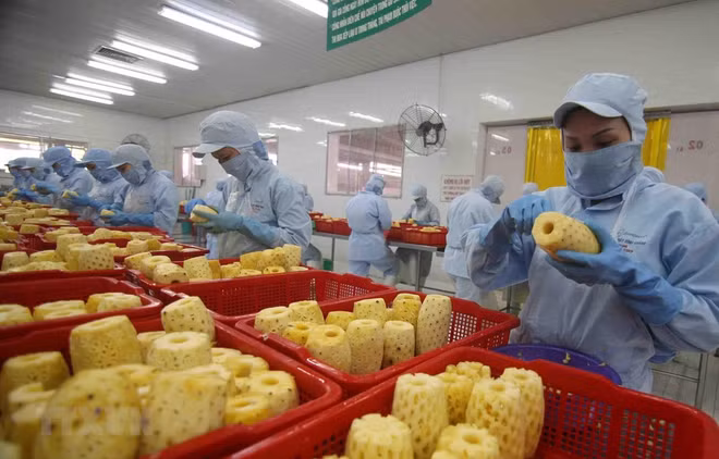 Fruits et légumes : le pays cible 10 milliards de dollars d'exportations d’ici 2030 ảnh 1
