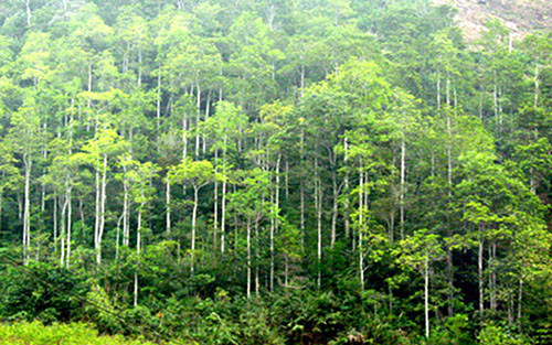 Plantation de près de 17.400 hectares de forêts en mars ảnh 1 Plantation de près de 17.400 hectares de forêts en mars ảnh 1
