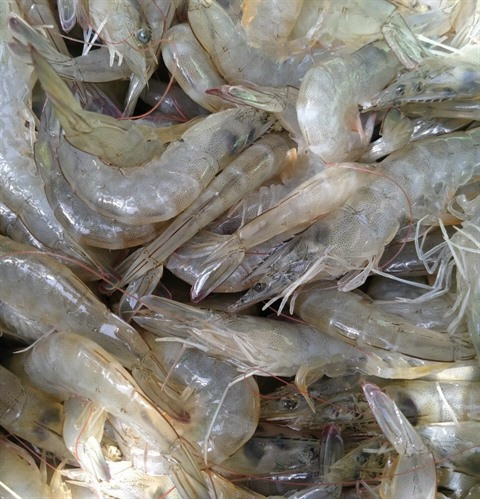 Signe de rebond pour les exportations aquatiques ảnh 2 Signe de rebond pour les exportations aquatiques ảnh 2