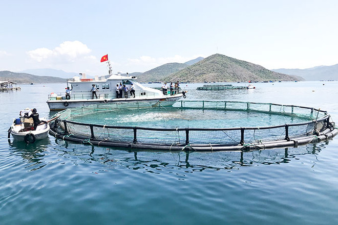 Le Vietnam promeut le développement durable de l’aquaculture marine ảnh 1 Le Vietnam promeut le développement durable de l’aquaculture marine ảnh 1